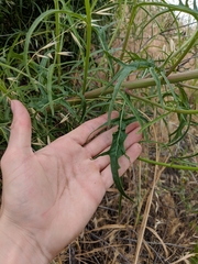 Malacothrix saxatilis