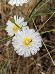 Malacothrix saxatilis