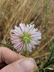 Malacothrix saxatilis