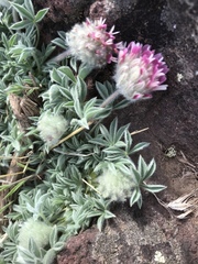Trifolium andersonii