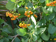Ehretia tinifolia