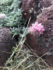 Trifolium andersonii