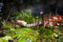 Labidiophasma rouxi