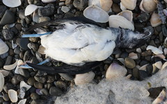 Pelecanoides urinatrix