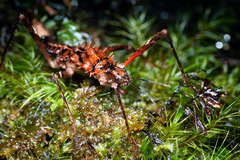 Labidiophasma rouxi