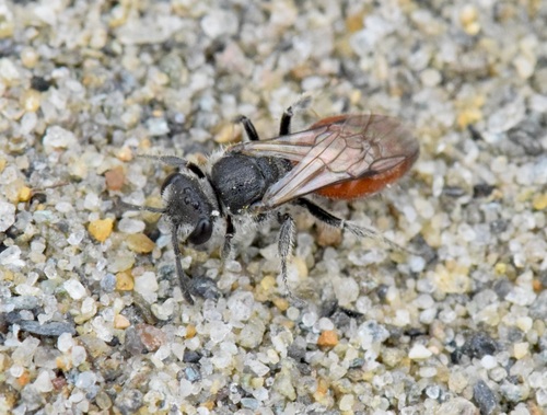 Bi-lobed Cuckoo Sweat Bee
