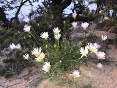 Xylorhiza