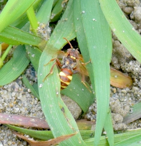Obliterated Cuckoo Nomad Bee