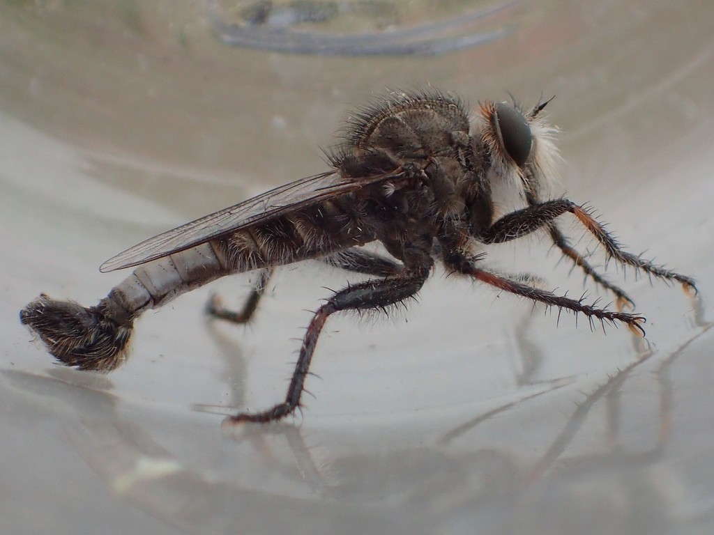 Okanagan Hammertail