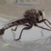 Okanagan Robber Fly - Photo (c) Tyson Ehlers, some rights reserved (CC BY-NC), uploaded by Tyson Ehlers