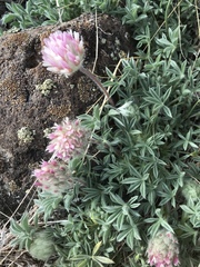 Trifolium andersonii