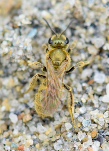 Hairy Sweat Bee photo 4