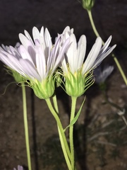 Xylorhiza