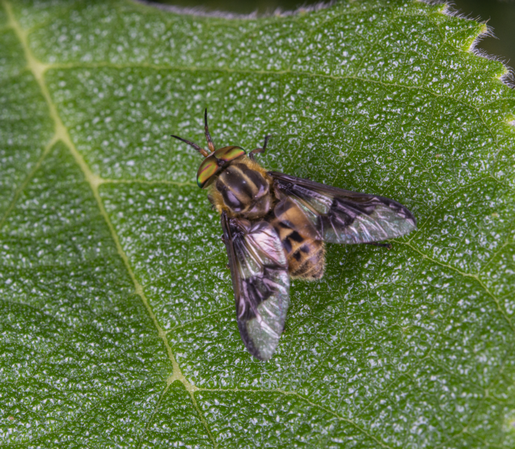 Chrysops sinensis