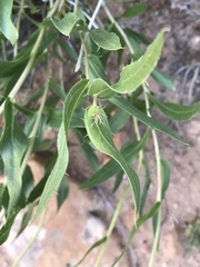 Xylorhiza