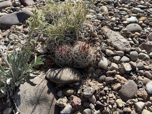 Sclerocactus wetlandicus