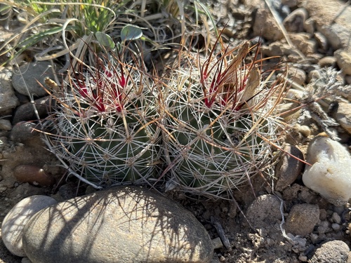 Sclerocactus wetlandicus