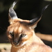 Felidae - Photo (c) Derek Keats, μερικά δικαιώματα διατηρούνται (CC BY)