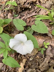 Ipomoea pandurata