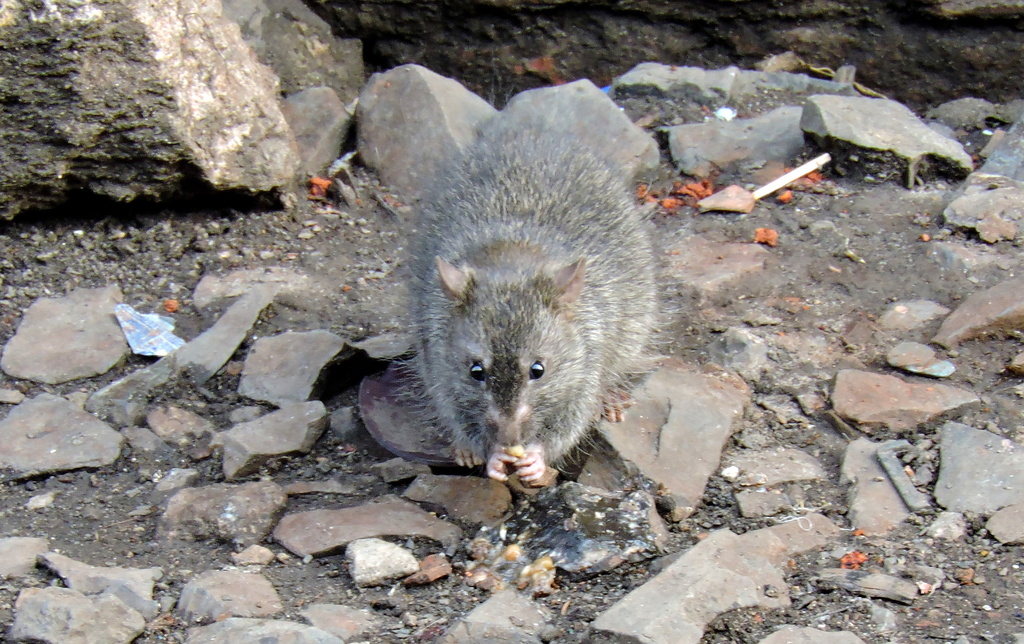 Bandicoot rat store