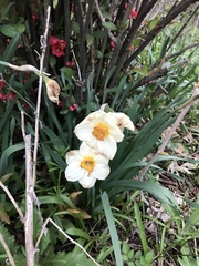 Narcissus poeticus