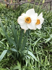 Narcissus poeticus