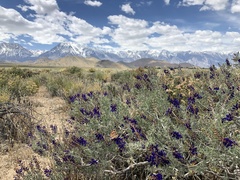Psorothamnus arborescens minutifolius