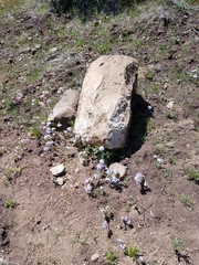 Collinsia grandiflora
