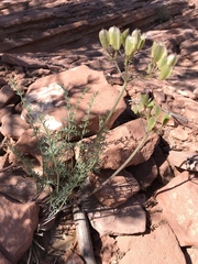 Lomatium parryi