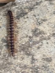 Oxidus gracilis