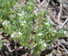 Cryptantha minima