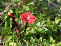 Ipomoea microdactyla