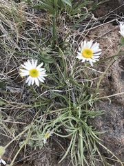 Erigeron eatonii