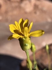 Stenotus armerioides