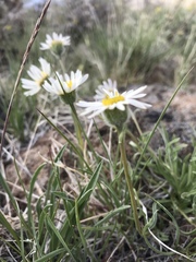 Erigeron eatonii