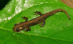 Anatolian Banded Newt photo 4
