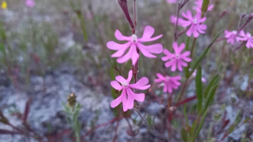 Image of Silene scabriflora by (c) Júlio Reis, some rights reserved (CC BY-SA)