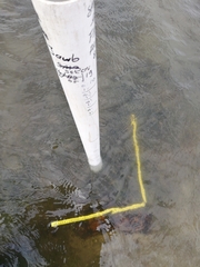 Zostera muelleri