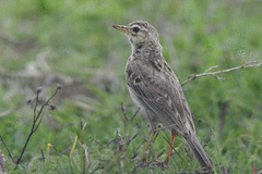 Kimberley Pipit photo 5