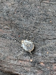 Ortholasma rugosum