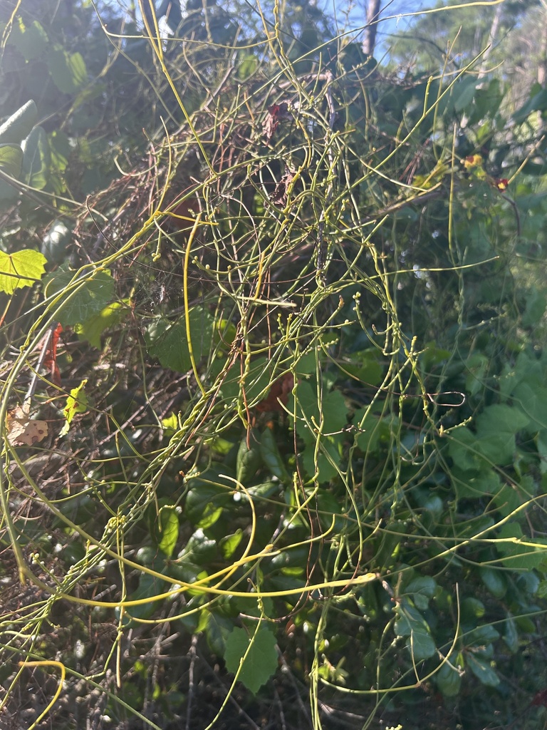 laurel dodder from High Ridge Scrub, Boynton Beach, FL, US on May 18 ...