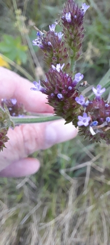 Verbena bonariensis