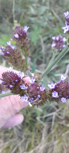 Verbena bonariensis
