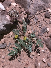 Cymopterus