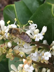 Apis mellifera