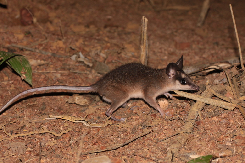 Guianan Brown Four-eyed Opossum