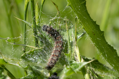 Nymphalini