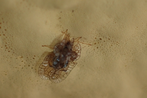 Hyalochiton colpochilus