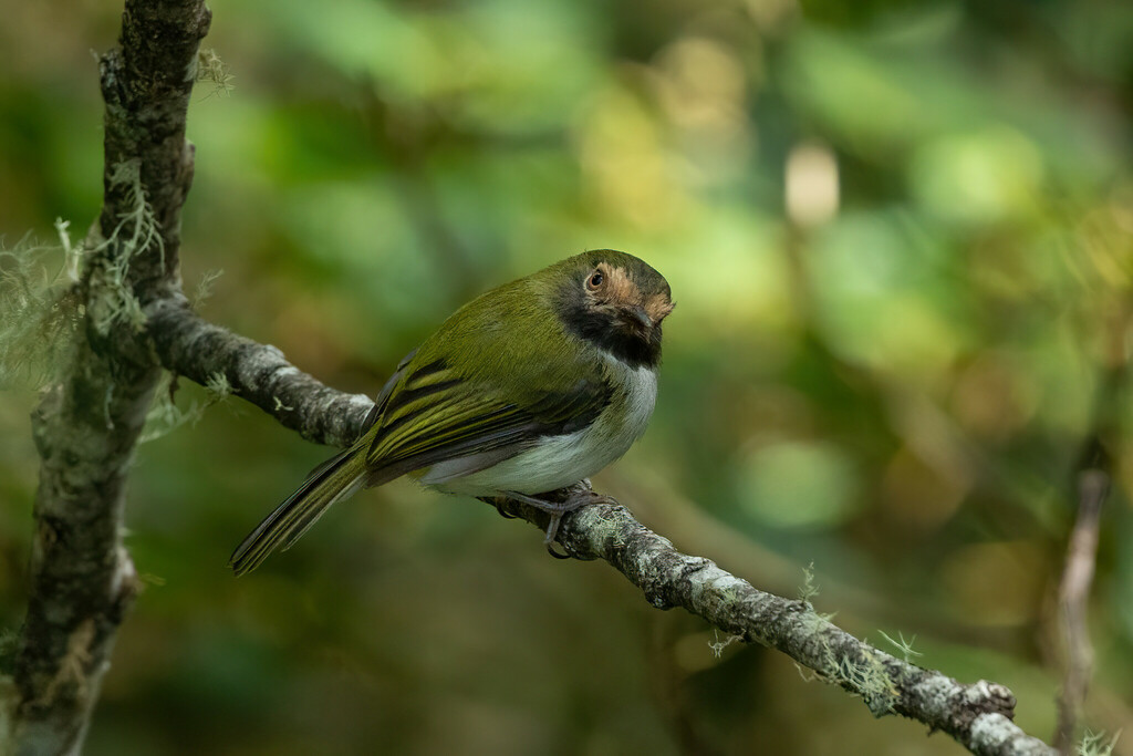 Black-throated Tody-Tyrant