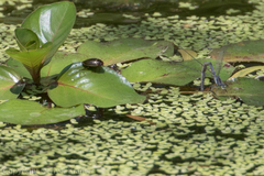 Agabus disintegratus